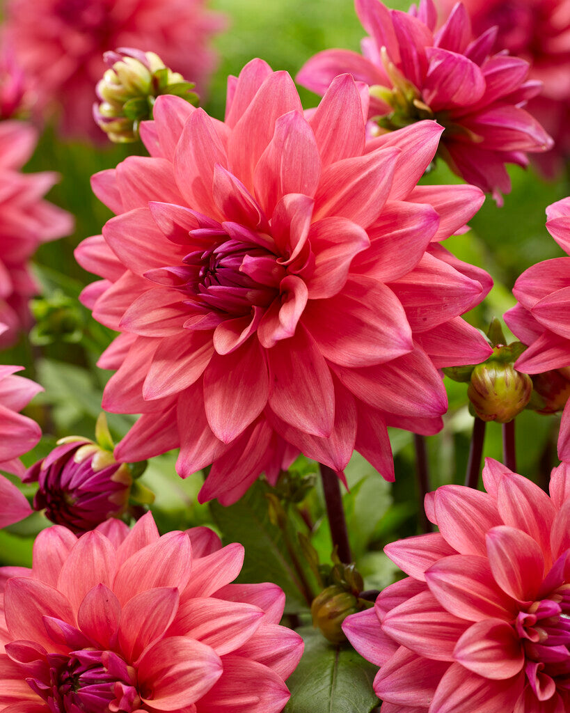 Dahlia Dekorativ Feline Yvonne 1-pakning NYHET